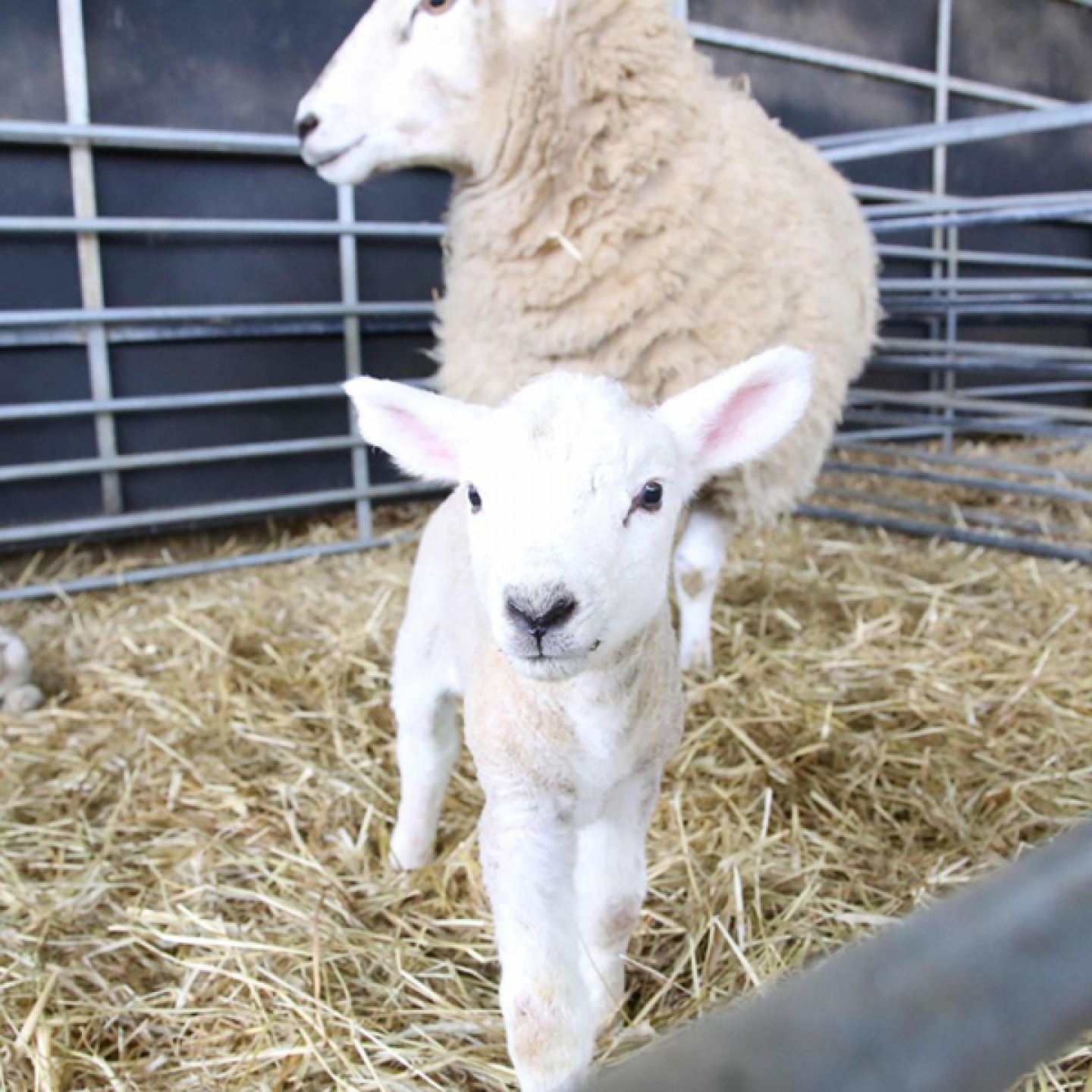 Cannon Hall Farm