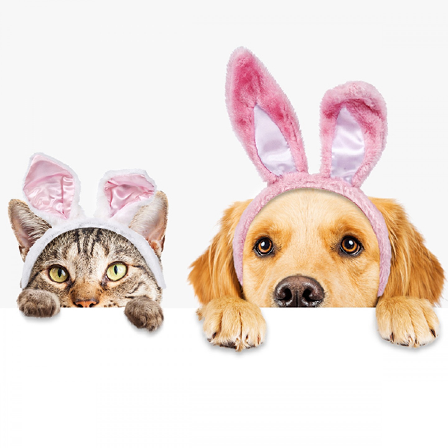 cat and dog wearing rabbit ears