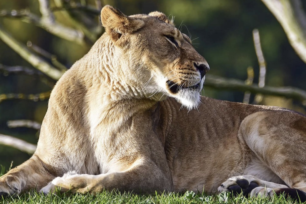 Yorkshire Wildlife Park