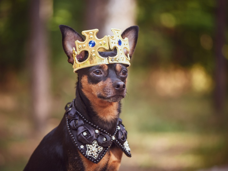 Plan a Perfect Party to Celebrate the King’s Coronation in Style