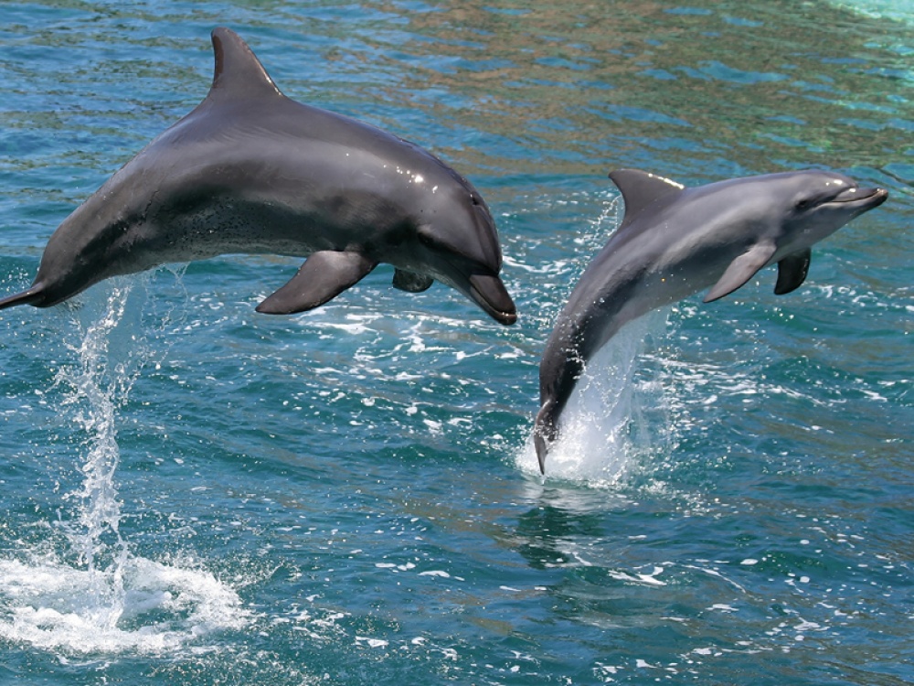 Wildlife on the North East and Yorkshire Coast