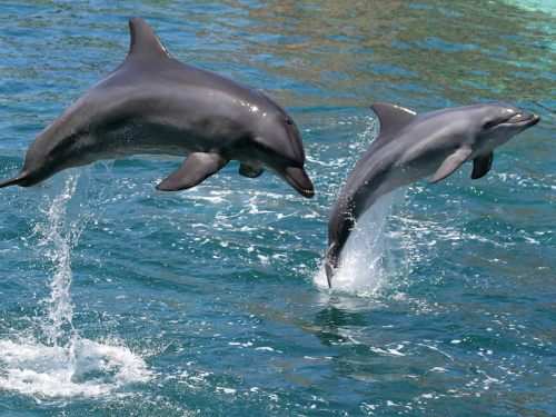 Where to Spot Seals, Dolphins and Birds Along the North East and Yorkshire Coast