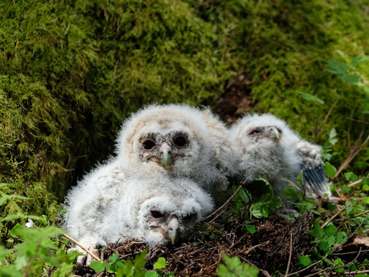 Baby Owls