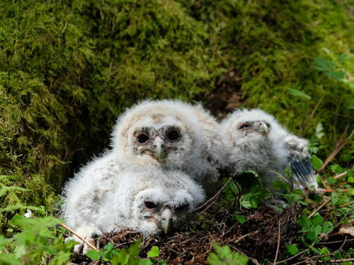 Meet The Tawny Owl Chicks Born In Kielder Forest