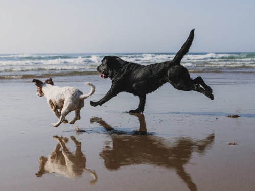 The Best Ways to keep your Pets Safe and Cool this Summer