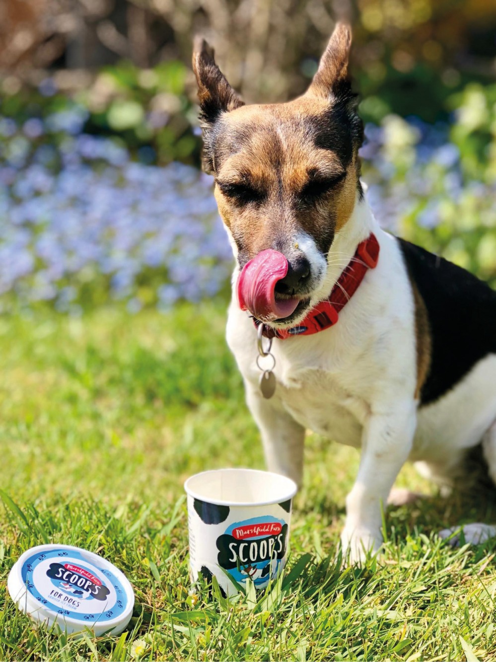 Dog eating dog ice cream ‘Scoops'