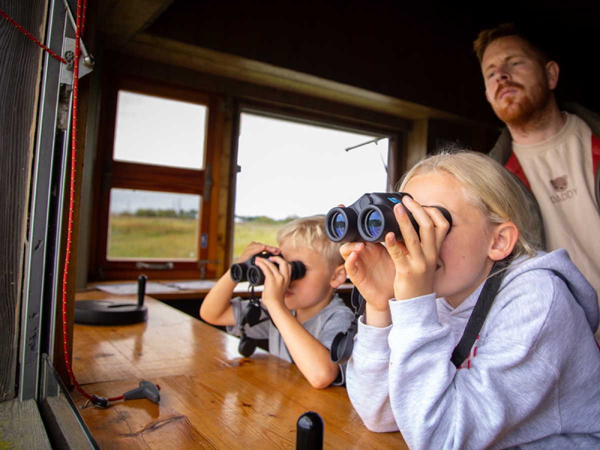 See the Dragonflies and Damselflies at RSPB Saltholme in Teesside with ...