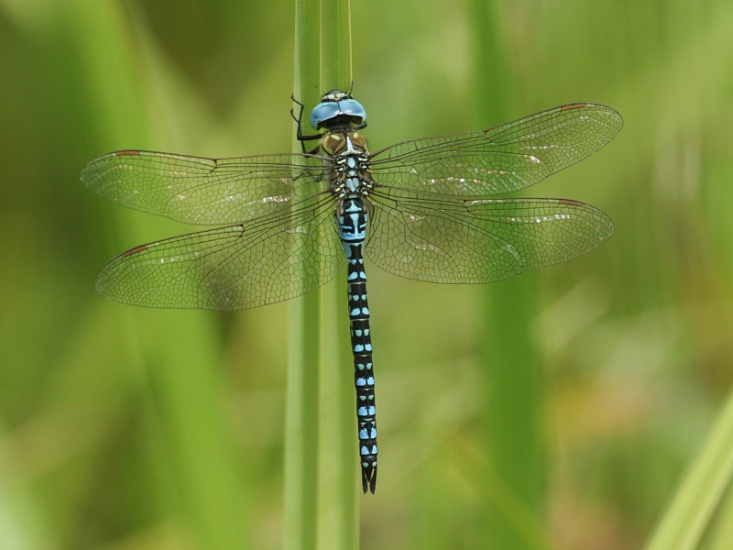 Dragonflies and Damselflies
