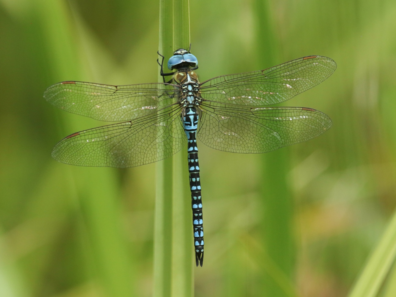 See the Dragonflies and Damselflies at RSPB Saltholme in Teesside with ...