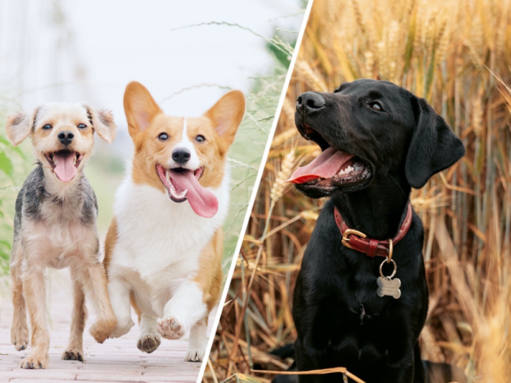 How to Treat Your Dog on International Dog Day