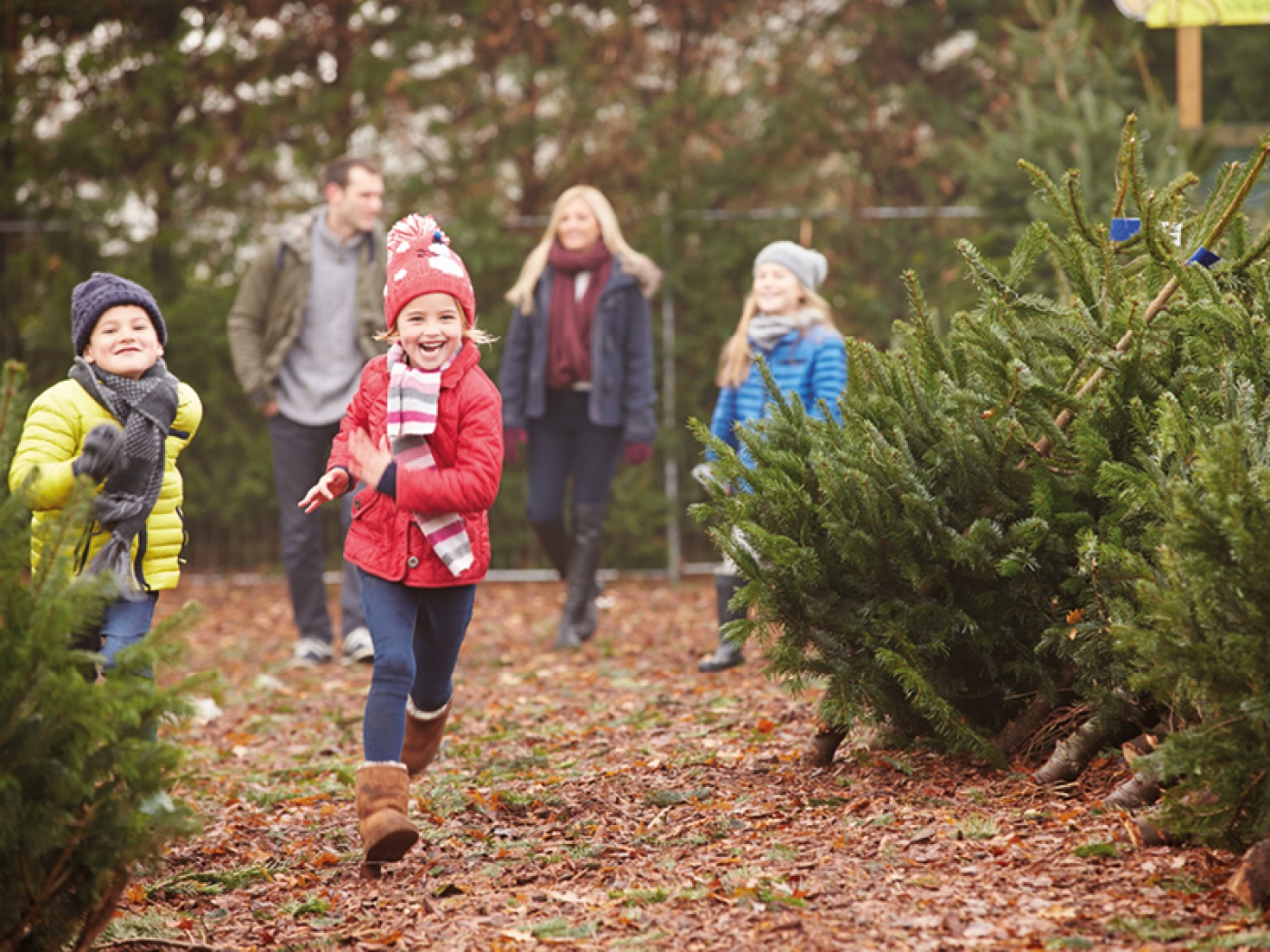Kids running to choose real Christmas tree