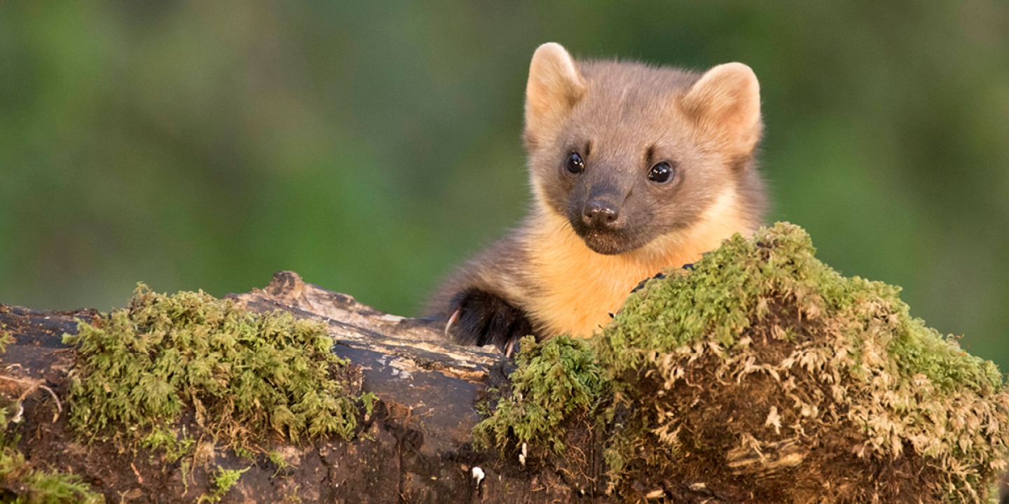 Scottish Pine Marten © Robert Cruickshanks