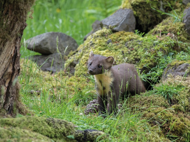 How Pine Martens Are Making a Comeback in the UK