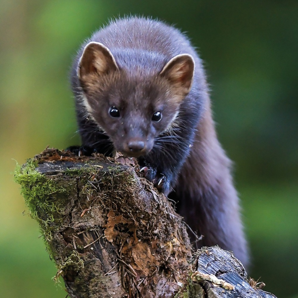 Welsh Pine Marten © Jason Hornblow