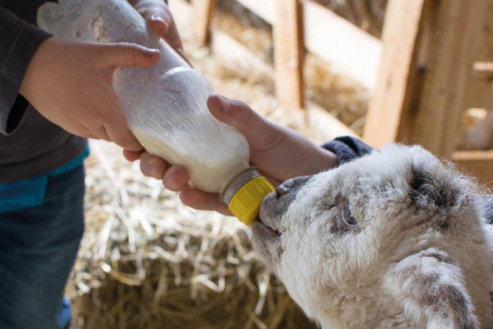 Feeding lambs