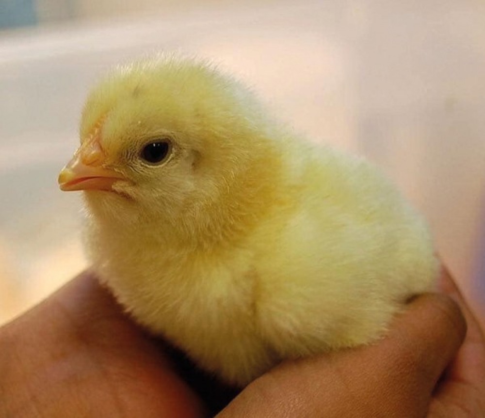 Holding chicks