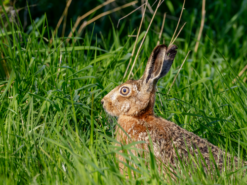 Stunning Wildlife Photographs from Northumberland