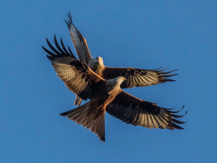Red Kites flying