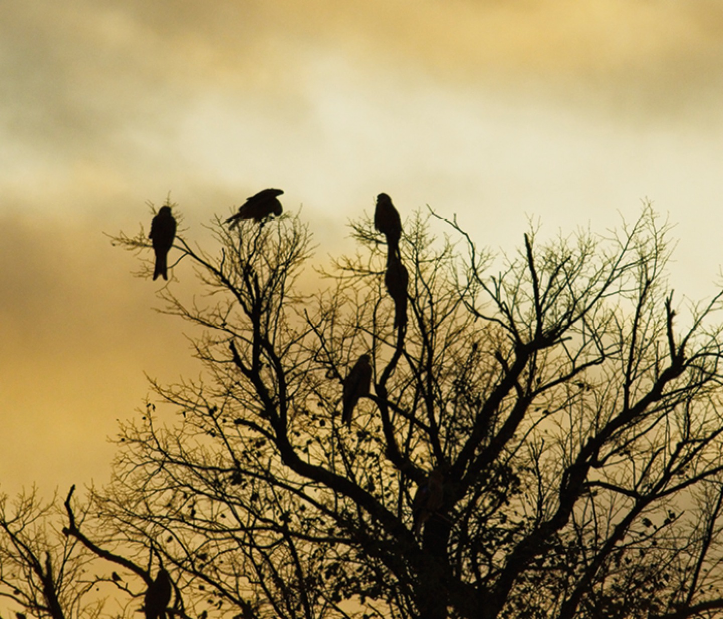 silhouette of Red kites sitting in a bare tree