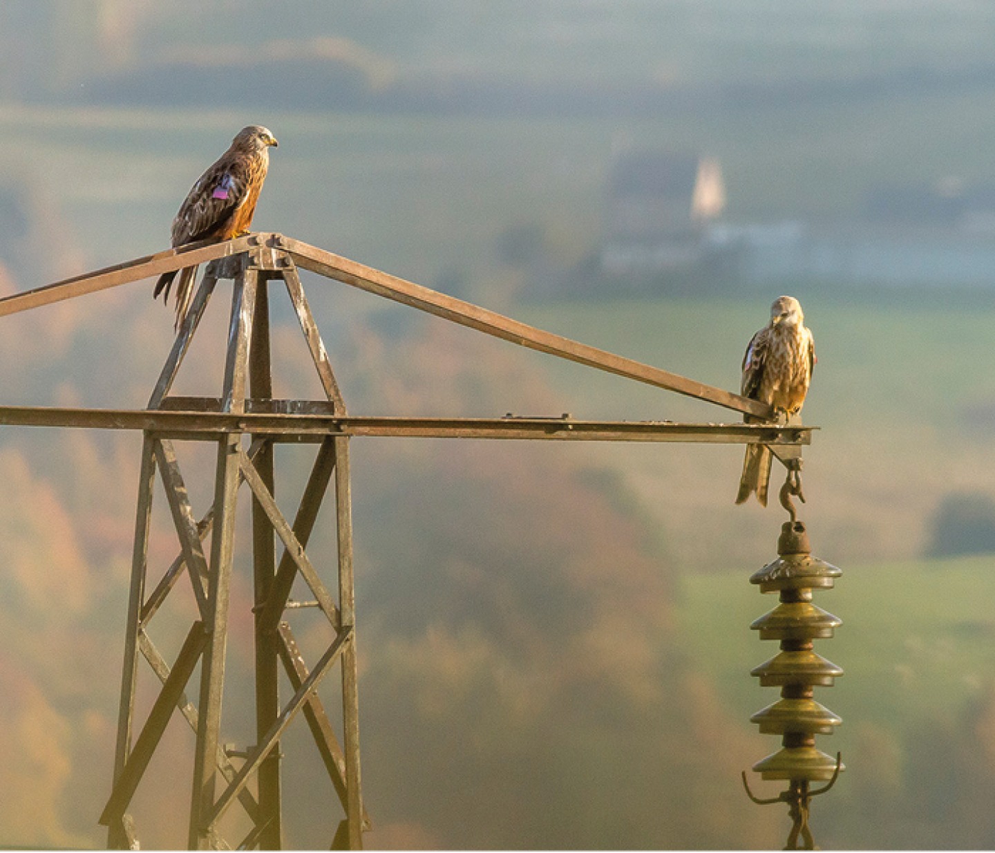 2 red kites perched on a pylon