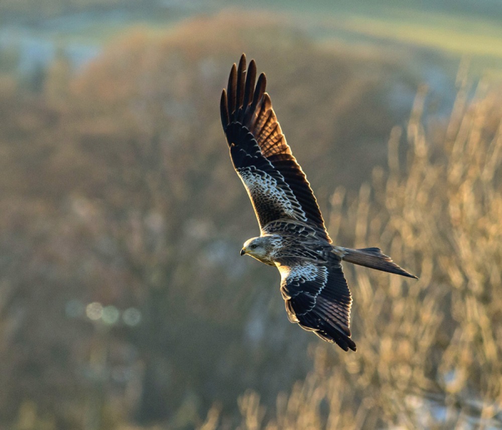 Red Kite flying