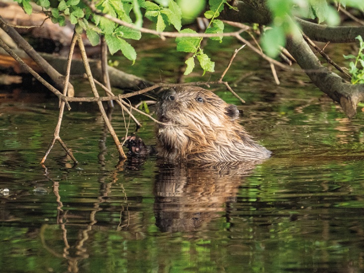 ©National Trust Images/Krzyzstof Dabrowski