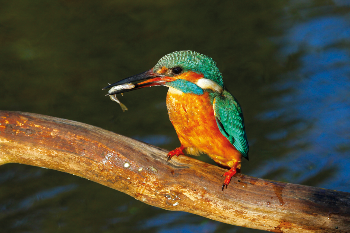 ©National Trust Images/Richard Bradshaw