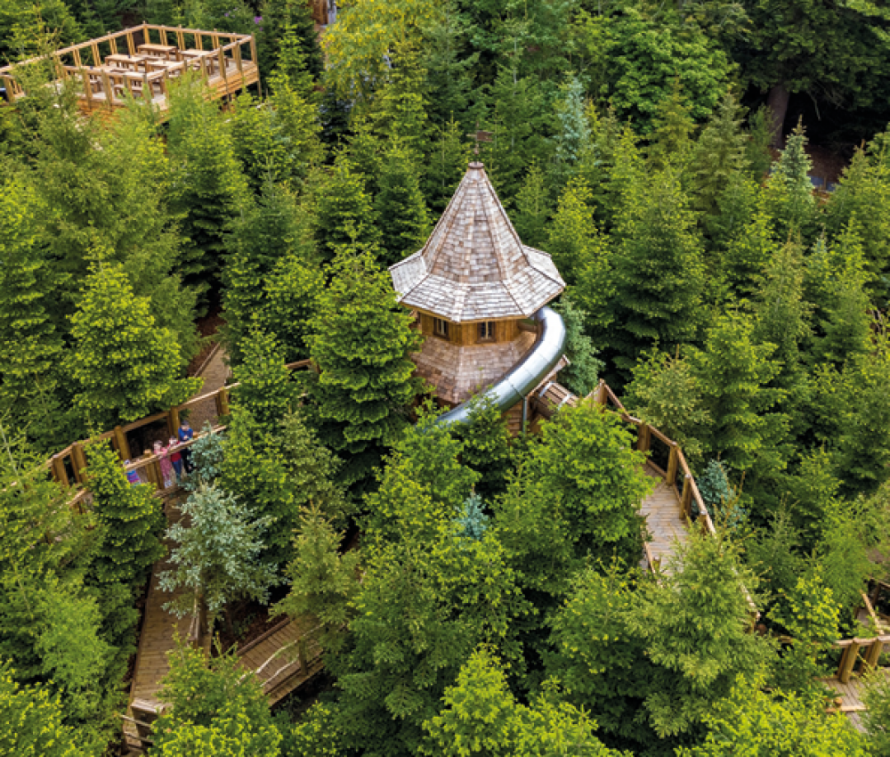 THE PLOTTERS’ FOREST