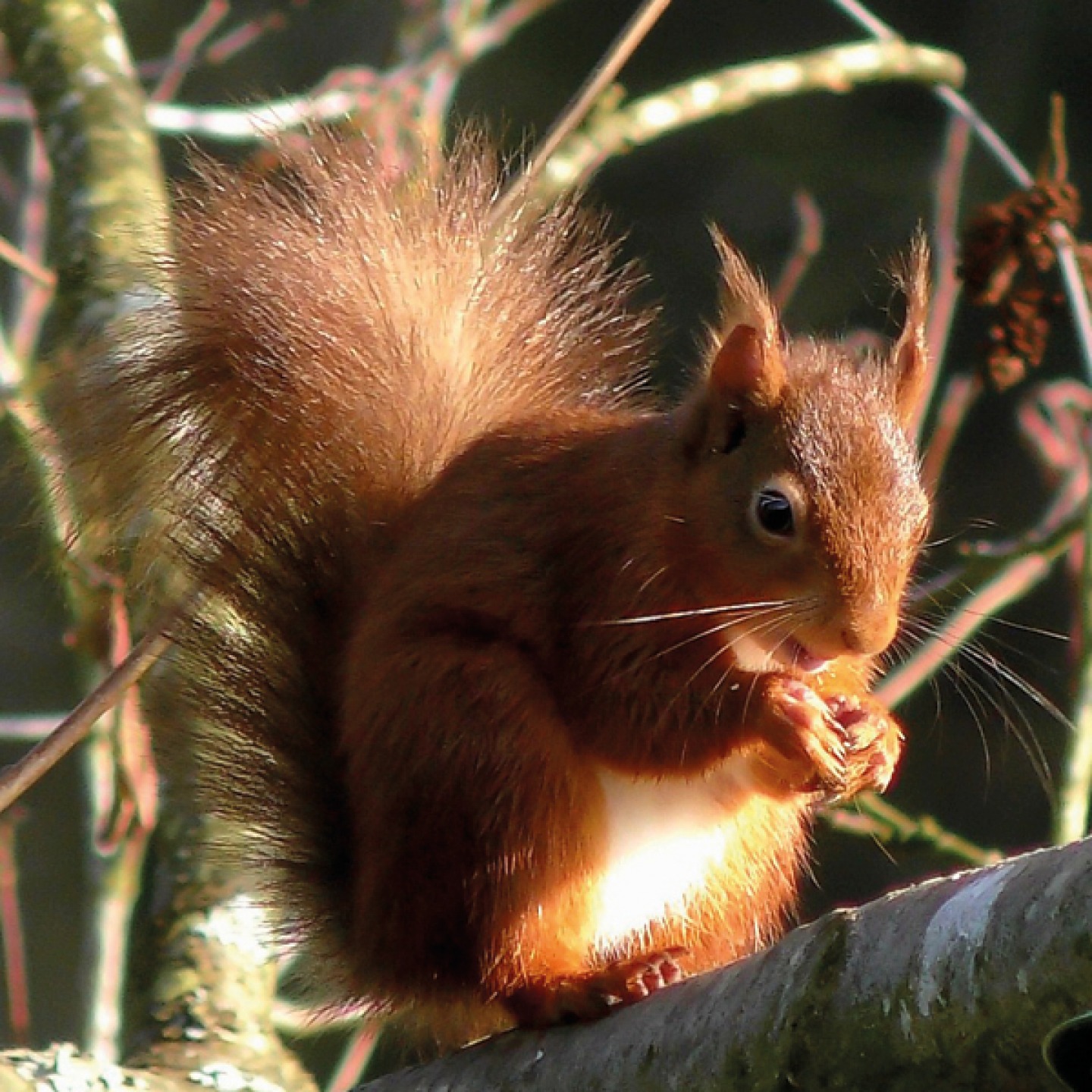 Red squirrel sitting in a tree eating nuts
