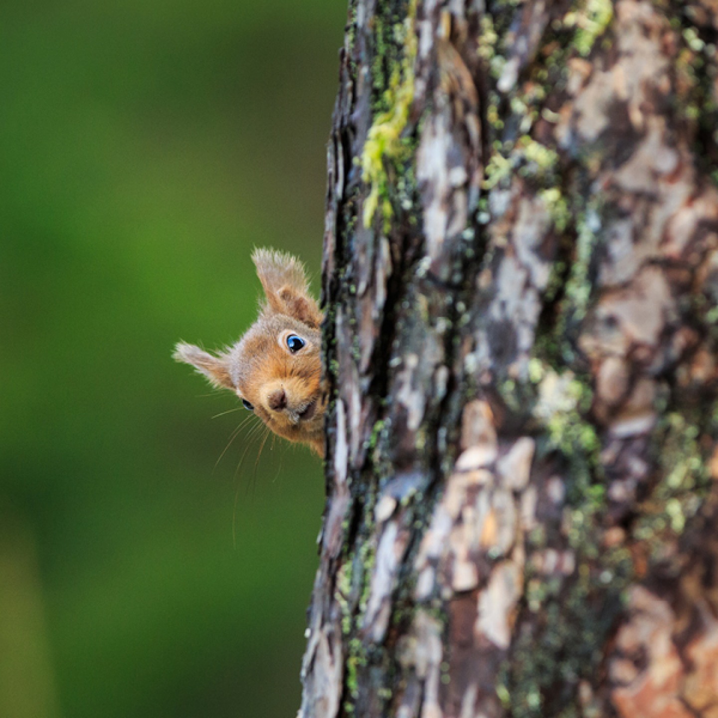 red squirrel poking it head out from behind a tree