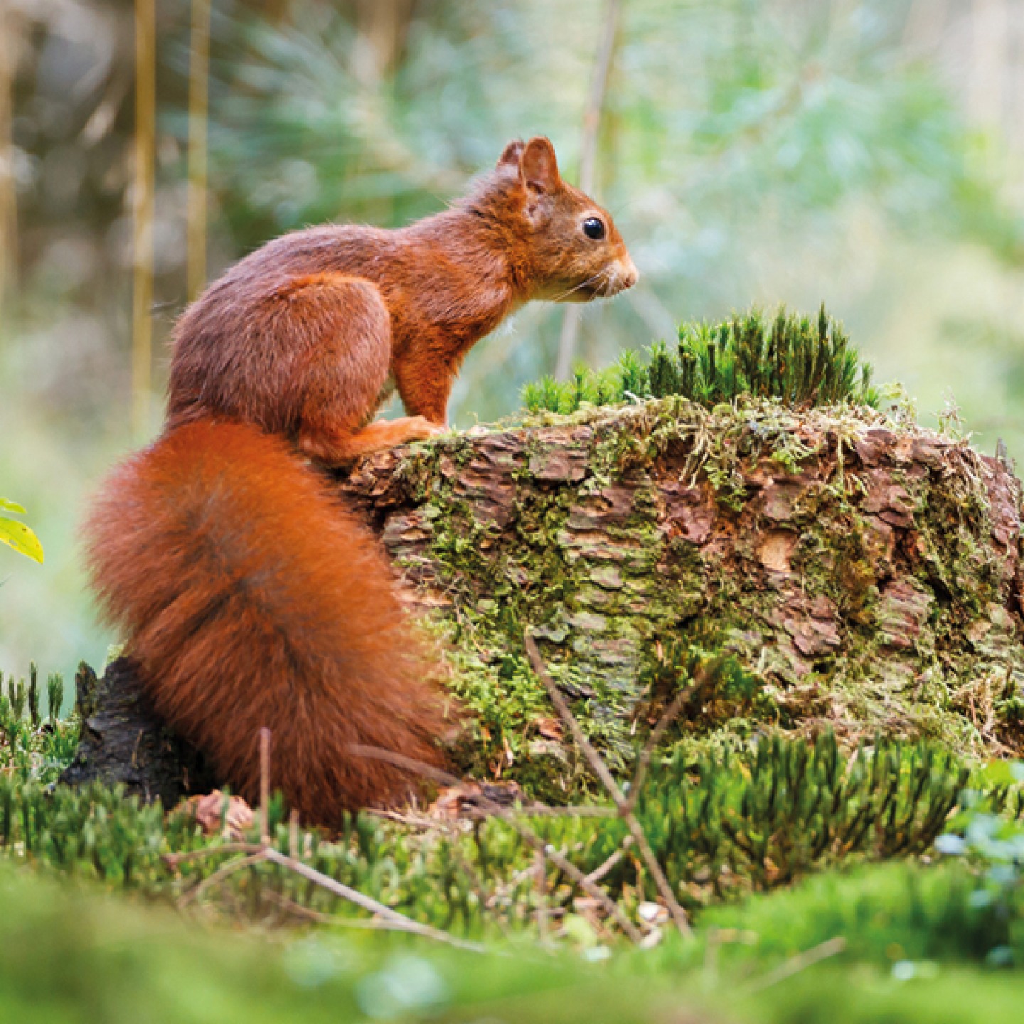 Red squirrel with bushy tail perched on a mossy log