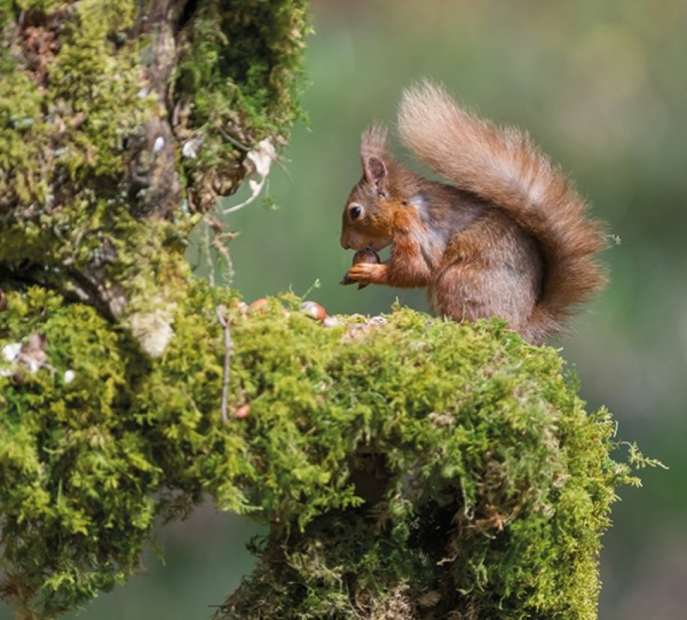 Red squirrel on a mossy log
