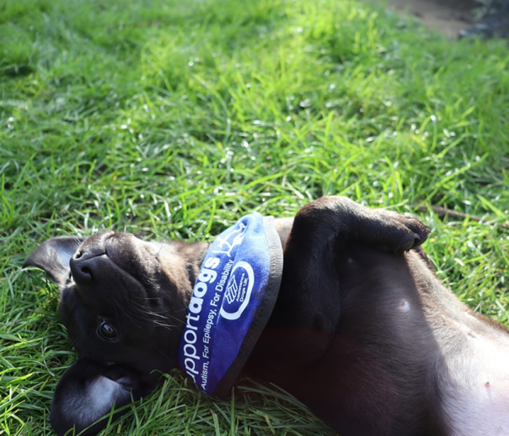 Support dog lying on back in grass