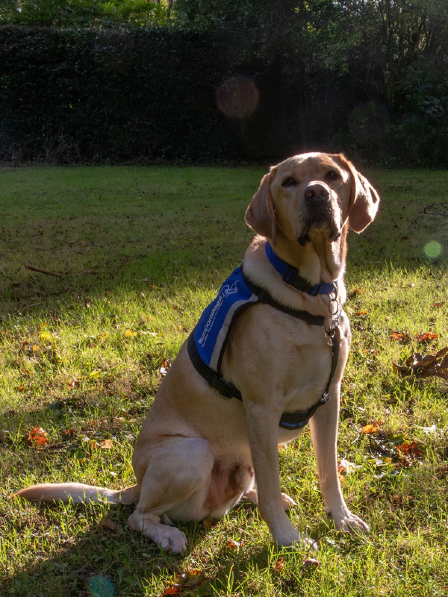 Golden Labrador support dog