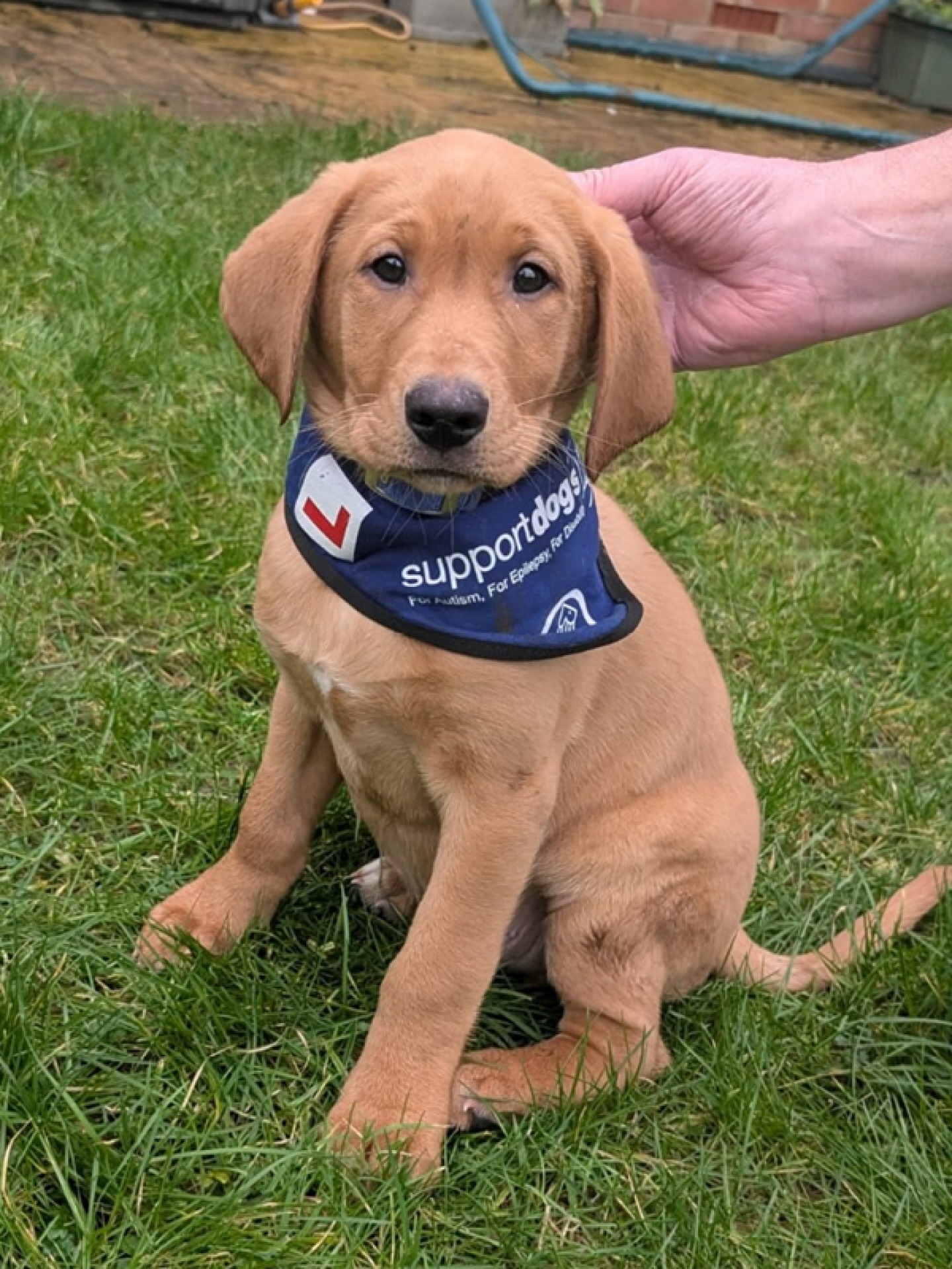 puppy supports dog in training