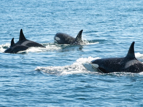 See The Killer Whales Spotted Off the Northumberland Coast