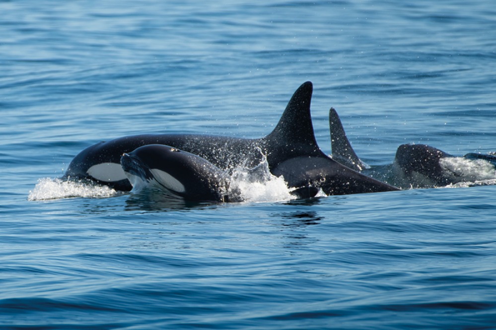 Pod of Orca swimming