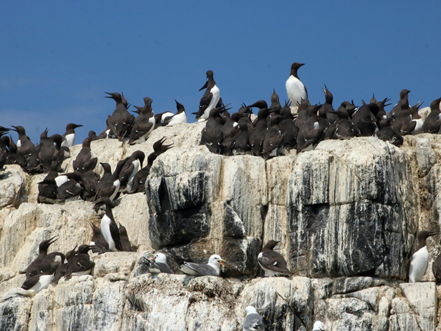 Birds sitting on rocks