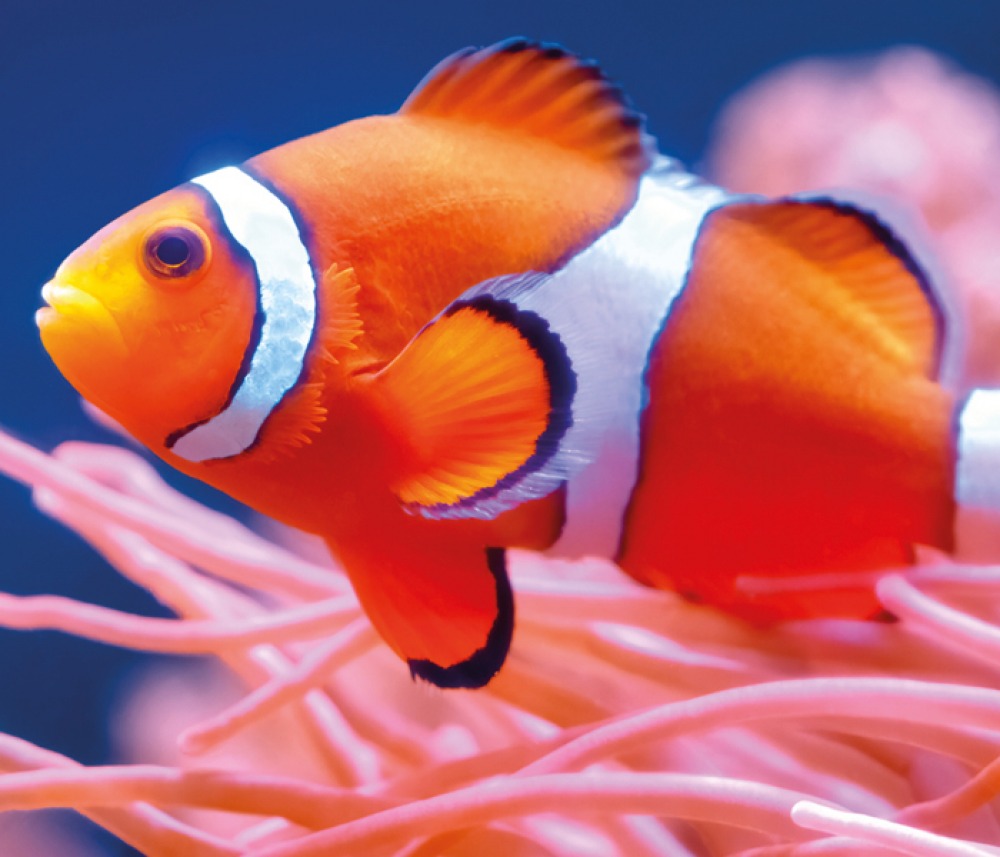 Tynemouth Aquarium