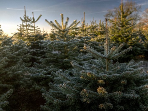 Where To Buy a Real Christmas Tree (and How To Care For It)