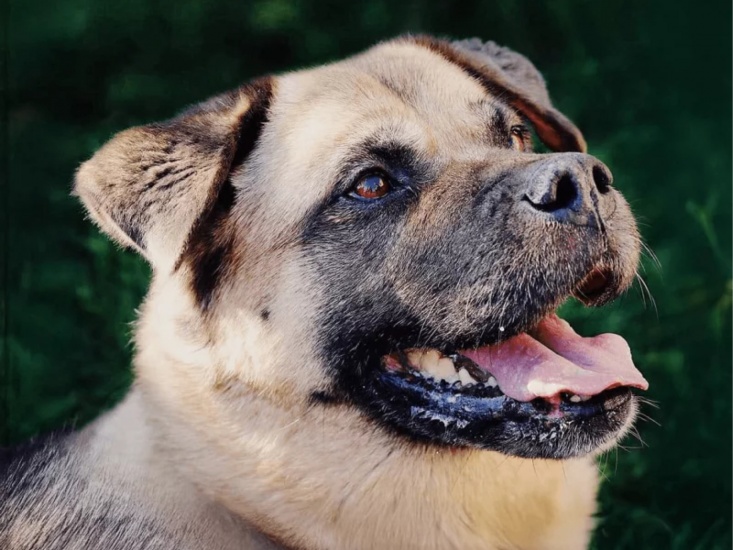 How To Support Teesside's Local Dog Rescue This Christmas