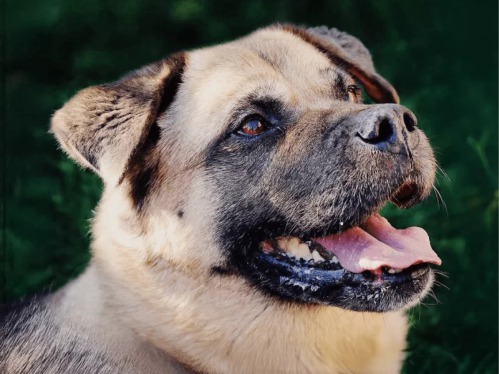 How To Support Teesside's Local Dog Rescue This Christmas