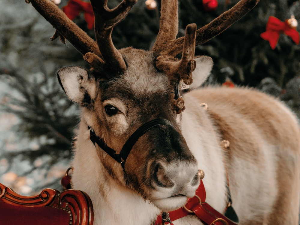 Meet Rudolph's Friends From County Durham This Christmas