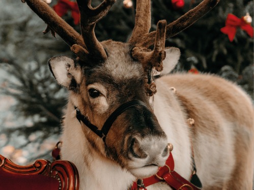 Meet Rudolph's Friends From County Durham This Christmas