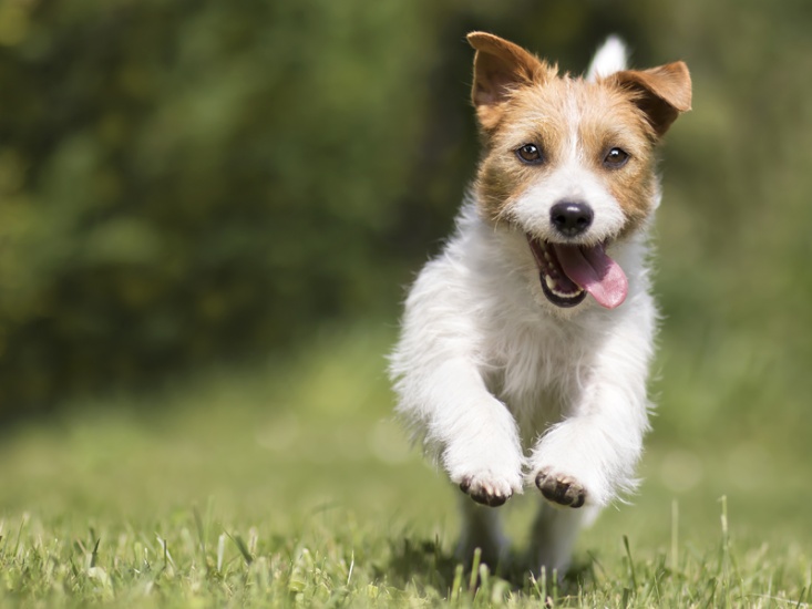 How Pawsitive Relief Can Relieve Your Pet's Pain