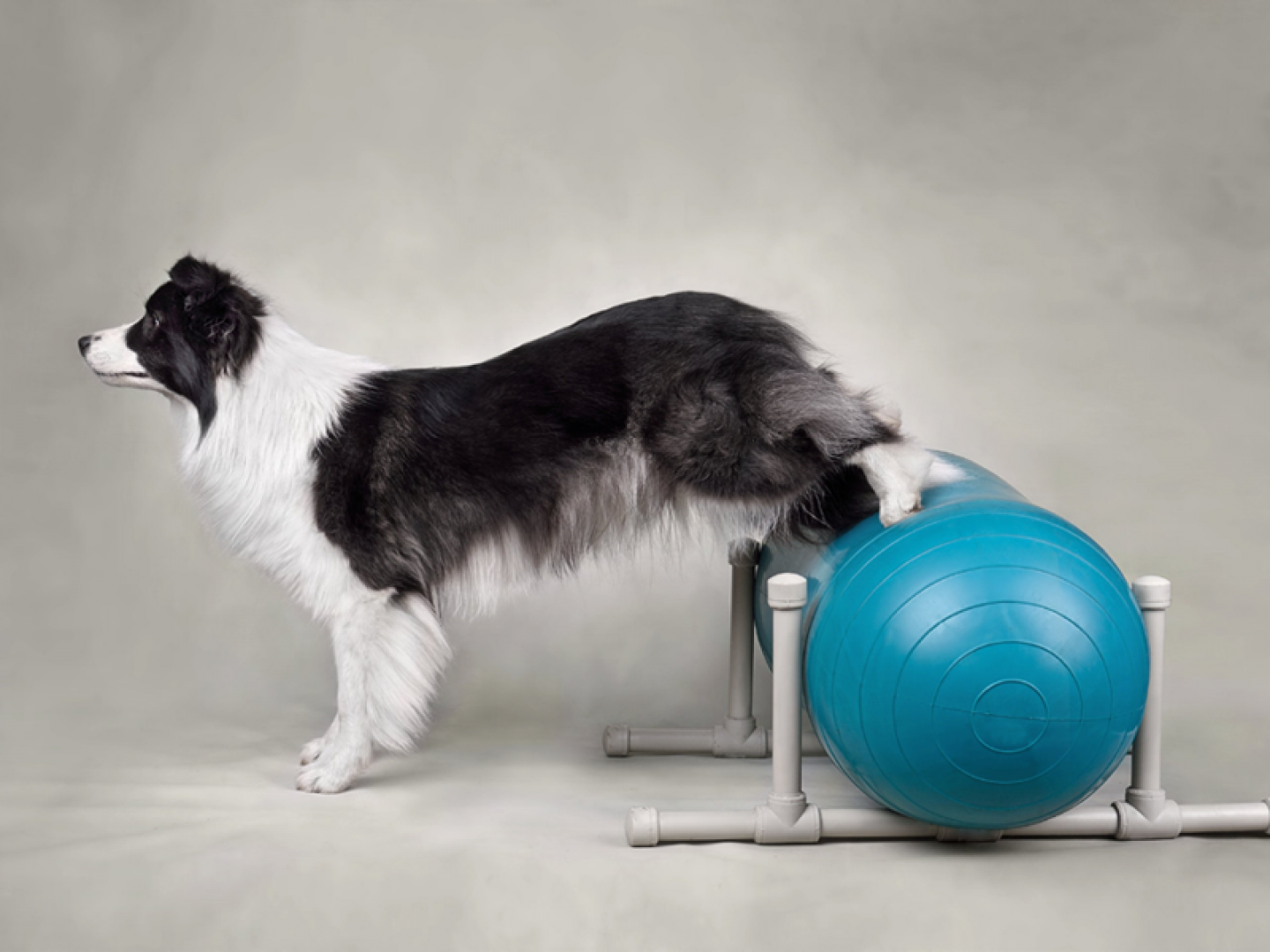 A dog having physiotherapy with exercise balls