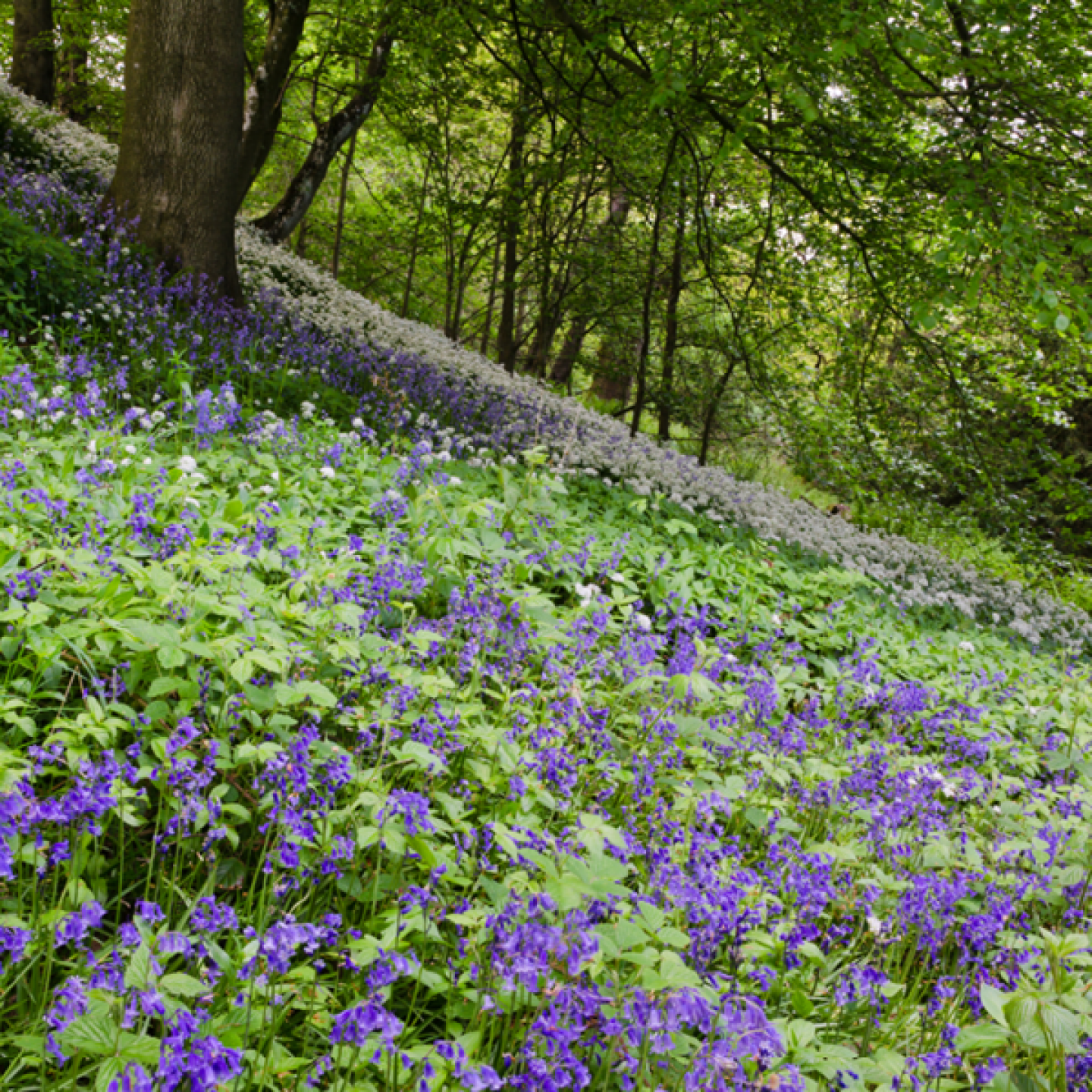 Bluebells and wild garlic at Allen Banks