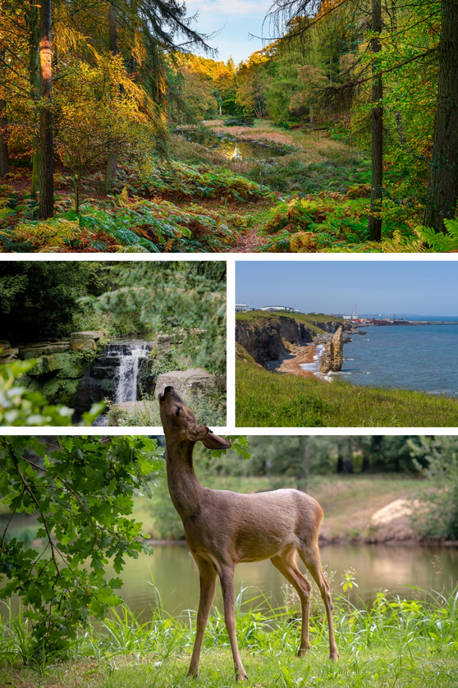 collage of nature pictures