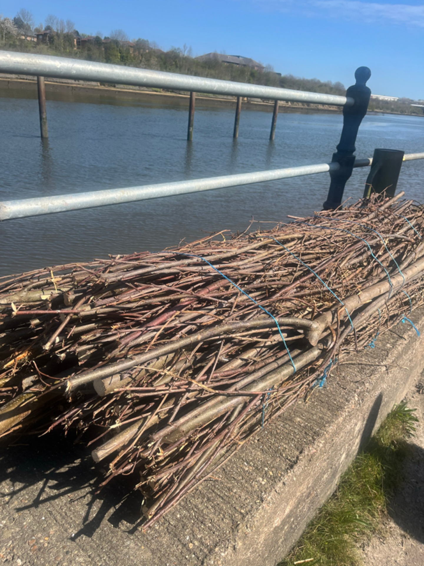 Brushwood fascines
