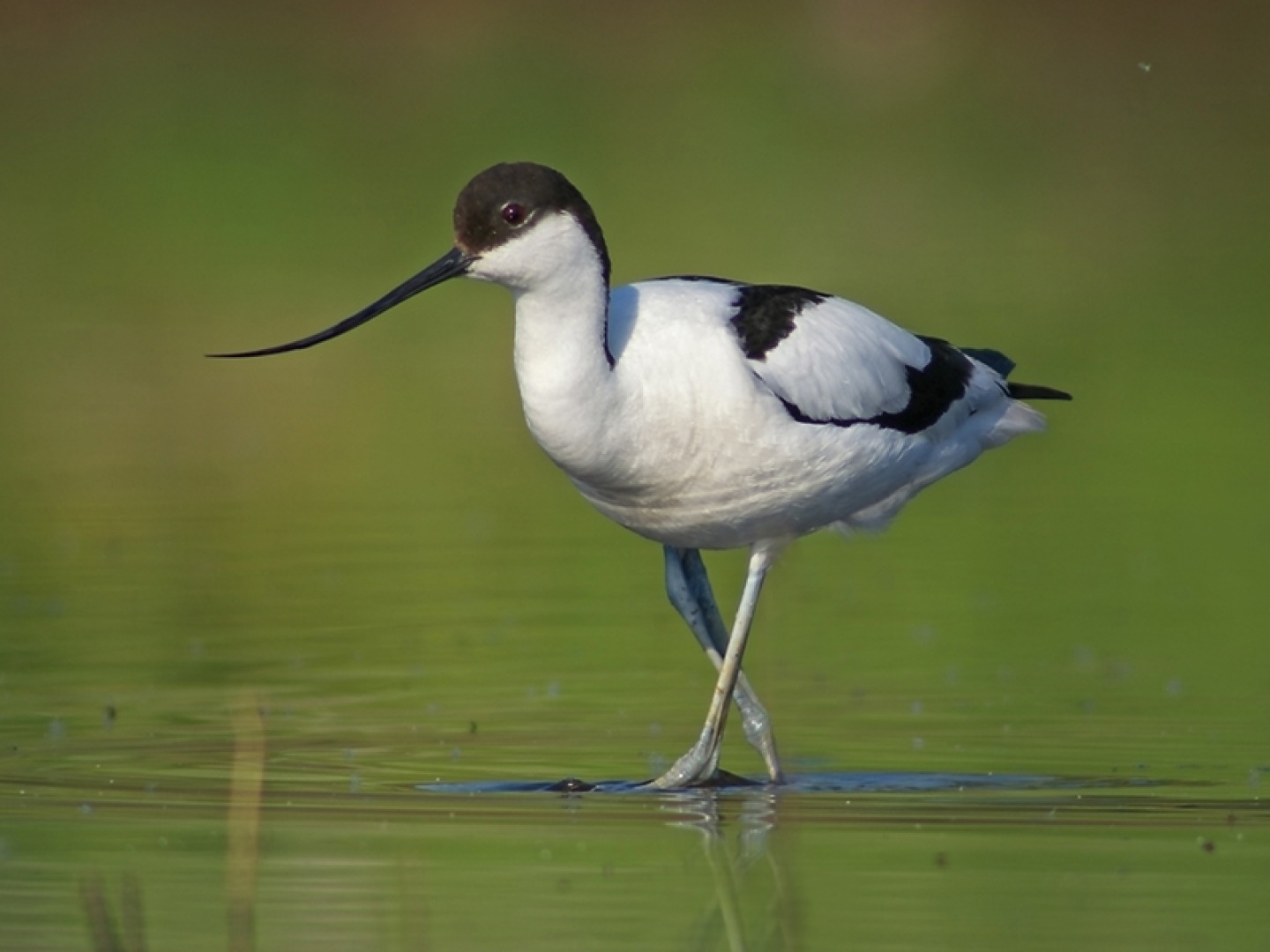 Avocet